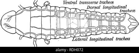 . Un libro di testo in generale zoologia. Zoologia. Le cavallette, farfalle, api, vespe 161 intestino inizia. L'intestino fa piegare e quindi si dilata per formare il retto. Una cavalletta mangia molti diversi tipi di piante, principalmente erbe e foraggio e piante di grano. Essi sono gli insetti vorace e spesso mangiare ogni cosa in crescita nel loro percorso. Come la locusta si respira. - L'aria entra in un il corpo di insetto attraverso fori lungo i lati dell'addome e il torace, e passa attraverso un sistema di tubi noti come trachee. Questo è ben illustrato dalla locusta. La figura 94 mostra il lato destro dell'addome di una cavalletta wi Foto Stock