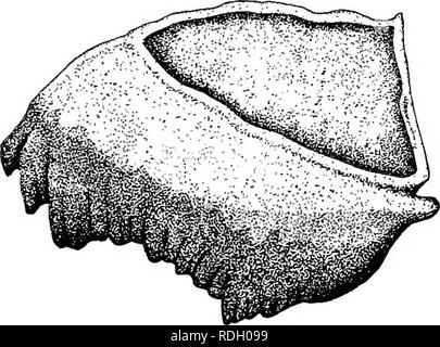 . Un libro di testo in generale zoologia. Zoologia. 158 locuste, farfalle, api, vespe a occhi composti vi sono tre semplici occhi, uno al centro della fronte e uno presso l'angolo interno superiore di ciascun occhio composto. Le parti di bocca sono montati per mordere e sono costruiti come segue: sulla parte inferiore della faccia è un aletta che può essere sollevato con un perno (Fig. 95). Questo è il labbro superiore; appena al di sotto di questa sono due dischi, corpi neri con bordi dentati, le mandibole (Fig. 97). Di seguito l'uomo- dibles è la seconda coppia di ganasce, il max- illse. Questi sono più complicato di ma Foto Stock