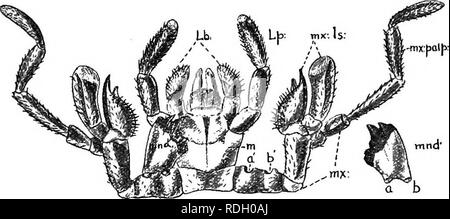 . Una introduzione alla zoologia, con indicazioni per il lavoro pratico (invertebrati). 208 introduzione alla zoologia labium o " il labbro inferiore", che delimita la bocca sul lato inferiore. Il labium porta anche una coppia di processi noti come i. Fig. 1.39.-La mandibola, Maxillae e Labium di uno scarafaggio. mnd, mandibola; un &AMP; è stato rimosso da un' b'; mx, mascella; TtixUs, mascellare lobi; mx.palp, mascellare palp ; m, mentum recanti il palp labiale, Lp e il labium, Lb. Il lobo centrale del labium, la lingua può essere vagamente visto. palpi labiali e attaccati ad esso è un lobo centrale noto Foto Stock