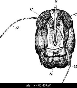 . Un libro di testo in generale zoologia. Zoologia. Le cavallette, farfalle, api, vespe 157. '.-A un limitato grado di movimento. Da un esame più attento sarà trovato che vi sono tre regioni distinte nel corpo di un -locust; vale a dire, testa, torace e ab- domen (Fig. 94), è ben nota, proprio qui che i corpi di tutti gli insetti sono seg- dato esecuzione e diviso in tre regioni come il corpo della locusta è. La testa e la sua ap- pendages. -La testa della locusta porta numerosi importanti ap- pendages ; ovvero, Fig. 95. - Testa di locusta: un, un, le antenne; c, c, l'antenna, o si sentono- '=°""P°"&QUOT Foto Stock