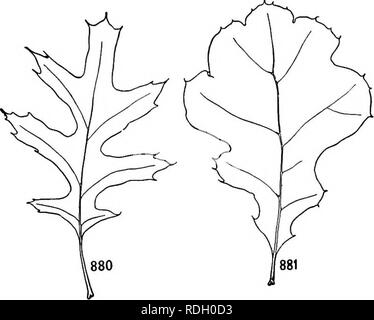 . Un libro di botanica per scuole e università ... La botanica. Figg. 876-879. - Variazione di foglia in Geum virginianum ; 876, una foglia basale da un inverno rosette; 877, una foglia superiore da un inverno rosette; 878, una foglia dalla parte inferiore di un gambo; 879, una foglia dalla parte superiore di un gambo. risultante in dorsiventral allargamento, mentre nel mesoph3ftic foglia, sur- faccia risultati allargamento dall'esteso sviluppo laterale delle singole cellule sup- plemented alcuni- volte da un aumentato numero di cell divi- tanze perpendicolare alla superficie. Variazione del contorno di foglie di piante terrestri.-La Foto Stock