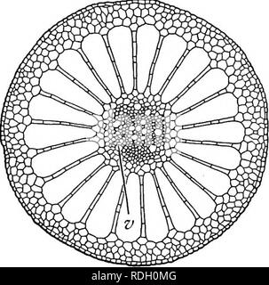 . Un libro di botanica per scuole e università ... La botanica. Fig. 790.-una tangente di sezione longitudinale in prossimità della superficie superiore di una foglia della pianta del secolo (Agave americana), che mostra cellule palizzata " nella Sezione; nota il piccolo intercellulare di spazi di aria; fortemente ingrandita. Fig. 791. - Una sezione trasversale attraverso lo stelo di un acqua achillea {Myriophyllum), mostrando grande e disposti simmetricamente camere d'aria; nota anche la posta centralmente con- ductive regione (v), le cui celle sono relativamente indifferenziate; notevolmente ingrandita. Sintesi, coinvolgendo l'assorbimento di carbonio e dioxid Foto Stock