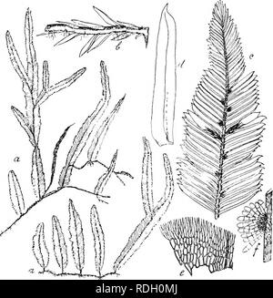 . Flore de Buitenzorg. La botanica. 850 gelmassig durchbrocheu; Qaerglieder zart angedeutet, ventrale di- seite zuweileu mit lamellenartig vortretenden Querleisteu, dorsale unregelmilssig langswulstig verdickt. Endostom fehlend oder diivch eine melir oder minder rudimentare Membran ange- deutet, welche in Fetzen laugs der rendere der za,hne sichtbar ist. Sporen lordo, rundlich, fein papillos bis glatt. 367. Orlhorrliyncliium philippincnsc (Hpe.) C. Mull, in Linnaea 1869-70, p. 30. Sinonimo: Phyllogonium philippinensp Hpe. in sched. Zweihausig. Q laterali Bliiten am secimdaren Stengel, vendere lank knospenform Foto Stock