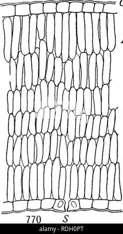 . Un libro di botanica per scuole e università ... La botanica. Lascia 535. Si prega di notare che queste immagini vengono estratte dalla pagina sottoposta a scansione di immagini che possono essere state migliorate digitalmente per la leggibilità - Colorazione e aspetto di queste illustrazioni potrebbero non perfettamente assomigliano al lavoro originale. Coulter, Giovanni Merle, 1851-1928; Barnes, Charles Reid, 1858-1910, coautore; Cowles, Henry Chandler, 1869- joint autore. New York, Cincinnati [etc] American book company Foto Stock