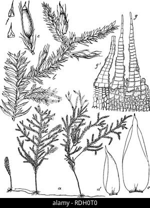 . Flore de Buitenzorg. La botanica. 693 Secimdarer Stengel entfernt sprossend, veloce wagerecht stehend ab, baumchenartis-. meist im unteren Drittel nicht baumchenartig, ver- Fig. 129.. Symphysodontella cylindracea (B. et Iac). a. Habitasbild (natiirl. Gi'osse). e. Sporogon f. b. Zweig mit Spovogonen !f. /. Haube 1. V. Stengelblatt J. g. Peristom -7- d. Fiederblatt. '/. ;?". Uesgl. zweigt dorsale, und mit schmallanzettlichen, hyalinen Niederblattem besetzt, oberwarts imregelmassig fiederastig ecc wie bei S. convoluta, aber Wedel unregelraassiger, baumchenartiger und etwas breiter, bis 8 cm. lang und Foto Stock