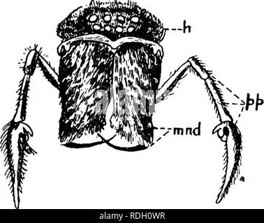 . Una introduzione alla zoologia, con indicazioni per il lavoro pratico (invertebrati). Aracnide un 181. Fig. 114.-l'Hou.se Spider [Tegenaria domestica). Vista della testa visto dalla parte anteriore. A testa; pp, pedipalp; mTirf, la ganascia o chelicera. che il dato della casa ragno in Fig. 114, in cui i due giunti delle ganasce può essere visto; il molto appuntite estremità di giunzione è in grado di chiudere a piacimento sul giunto basale, come la lama di un fermaglio-coltello. Le ganasce sono spostate lateralmente in Epeira e in tutti British ragni, con la sola eccezione di un po' di scavare forma (Atypus), in cui lavorano con un up-e Foto Stock