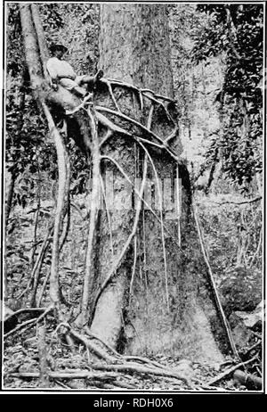 . Un libro di botanica per scuole e università ... La botanica. Fig. 739. - Al basale por- zione di una levetta di mais (Zea mays), mostrando prop radici derivanti dai nodi inferiori; nota che la levetta diventa più spessa verso l'alto.. Fig. 740.-Un soffoca la fig {Ficus) che cominciò la sua vita come un epifite, ma che ora ha la massa assorbente radici, come pure le radici che avvolgono il tree (Bischqfia trifoliata) sul quale la fig ha iniziato; L^mao riserva forestale, isole filippine.-FromWHiTFORD (Cour- tesy del Philippine Bureau della silvicoltura). ispido radici che assorbono poco o nulla dalla corteccia, le foglie essendo th Foto Stock