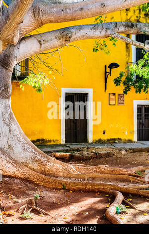 Strade giallo facciate di Izamal, chiamato 'giallo citta', con una statua e un enorme albero, in Yucatan, Messico Foto Stock