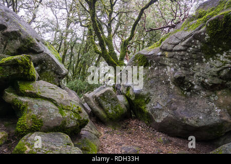 Coperte di muschio alberi che crescono tra massi di roccia su un nebbioso giorno, Castle Rock State Park, San Francisco Bay Area, California Foto Stock