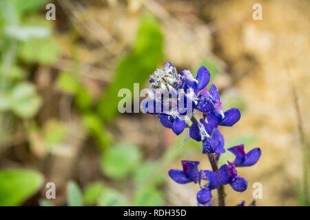 Fiori di lupino coperti in piccole gocce di pioggia, California Foto Stock