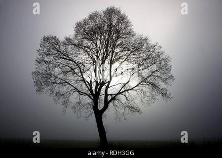 Tree in fog Foto Stock