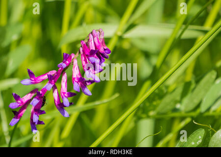 Close up di veccia (Vicia villosa) fiori selvatici, California Foto Stock