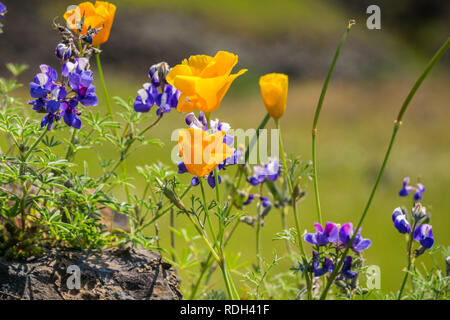 California Papaveri (Eschscholzia californica) e Sky lupini (Lupinus nanus) fioritura di fiori di campo sulla roccia vulcanica del Nord Table Mountain Ecolog Foto Stock