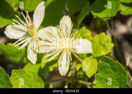 Clematis lasiantha (Pipestem Clematis) che fiorisce in primavera, Stebbins Canyon a freddo, Napa Valley, California Foto Stock