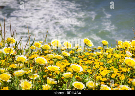 E Tidytips goldfields blooming sulla costa dell'Oceano Pacifico a Mori punto, pacifica, la baia di San Francisco, California Foto Stock