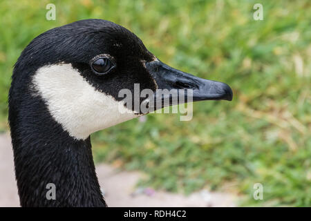 Chiusura del Canada Goose testa, California Foto Stock