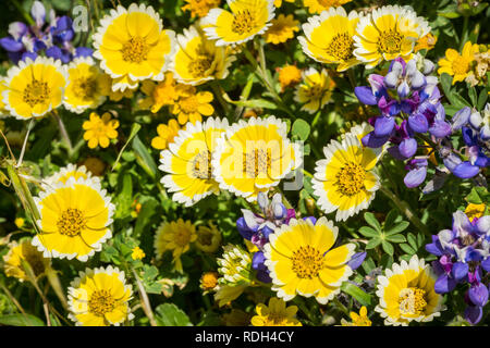 Fioritura di fiori di campo a Mori punto, Oceano Pacifico costa Pacifica, California Foto Stock