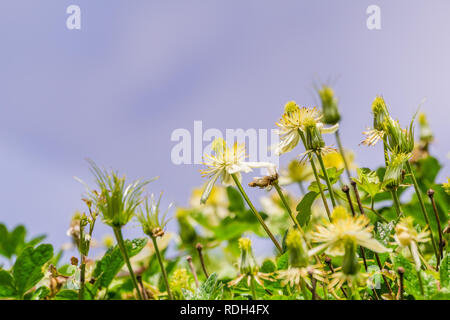 Clematis lasiantha (Pipestem Clematis) che fiorisce in primavera su uno sfondo con cielo nuvoloso, California Foto Stock