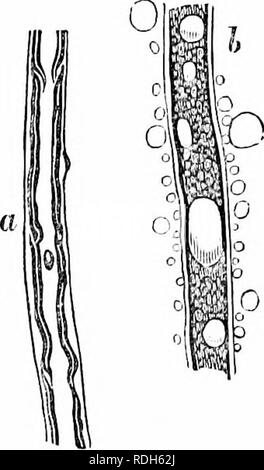 . Sull'anatomia dei vertebrati. Vertebrati, Anatomia, comparativo; 1866. Tessuti nervosi. 267 IGl una catena di ganglions è situato su ciascun lato, vicino i meati che si vertebrale, attraverso il whicli cerehro-S2)ii)i nervi al problema. Questi ganglions irradiare molti nervi, che li collega l uno con l altro e con il cerebro-spinale nervi e ramificando in un modo plexiform su i visceri e cappotti dei vasi sanguigni : Esse costitui- stitute 'sympathetic' o 'gangliare sistema' nei vertebrati. Nel cerebro-spinale nervi la primitiva la fibra è costituita da un elastico trasparente omogenea mcmlu tubolare-un Foto Stock