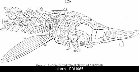 . Sull'anatomia dei vertebrati. Vertebrati, Anatomia, comparativo; 1866. 196 Anatomia di vertebrati. giace al di sotto della piastra d 3, in Acipenser sturio, così fate anche la ossificata ex- e super-occipitals sottostanno a PoJypterus le tre piastre dermiche corrispondente in posizione con d 3 in ac. Sturio. La vera par- occipitale ugualmente è distinta dalla piastra contrassegnata con d 8, in ac. Sturio e al suo rappresentante le suddivisioni in Pohjpterus. Le piastre dermica in anticipo di questi si uniscono con il vero parietals, paliotti, postfrontals, e parte del mastoids. Ma la varietà di piastre dermiche entro th Foto Stock