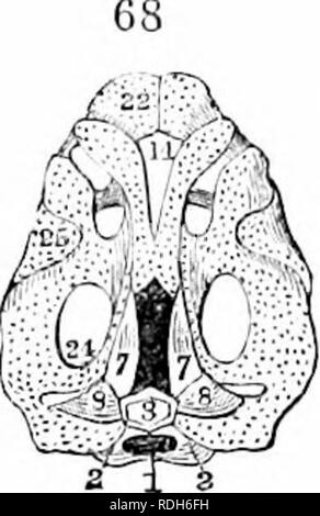 . Sull'anatomia dei vertebrati. Vertebrati, Anatomia, comparativo; 1866. 8G ANATOMIA OP vertebrati. tronco da una coppia dei condili, fig. 72, e, e, viene ripreso. Il chief passi nello sviluppo del cranio batrachlan sarà premesso prima di entrare dopo le varie modifiche. Nella larva della rana, fig. 42, lo strato esterno della capsula notochordal si espande in corrispondenza della parte anteriore di tale base vertebrale per racchiudere il cervello e la sua appen- dages, il contatto con gli organi di senso. La cartilagine in essa sviluppati, fig. 68, come la testa si espande e forma un occipito-massa petrosal, fig. 42, 16, compresi lateralmente Foto Stock