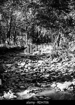 Il Woodlands TX USA - 12/21/2018 - lavato fuori sentiero nel bosco in B&W Foto Stock