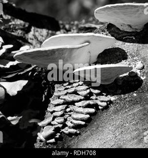 Il Woodlands TX USA - 12/21/2018 - White & Green di funghi su un log tagliato in B&W Foto Stock