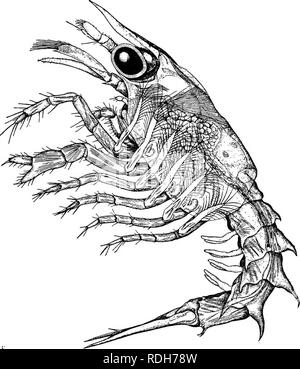 . Storia naturale dell'Astice americano... Decapoda (crostacei); la pesca di aragoste. NATURAI, STORIA DI AMERICAN MI^OBSTER. Il secondo mi^ARVA. 337 [Fig. 41.] Sotto le condizioni favorevoli al primo stadio larvale dell'aragosta dura da 1 a 2 giorni. Su muta per la prima volta dopo la nascita, l'animale sfocia nella sua seconda larvale piscina stadio.. Fig. 41.-SECONDA larva, o seconda fase di nuoto di aragosta nel profilo. Per la naturale posizione di nuoto pagina attesa lateralmente con testa di animale, e consultare la figura 40 del testo. Mi^ength 9 mm., o 0,3 5 pollici. In abitudini e colore la seconda larv Foto Stock