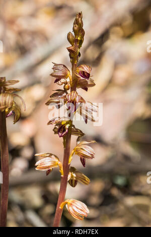 Incappucciati coralroot (Corallorhiza striata) fiorire nelle foreste della baia di San Francisco, California Foto Stock