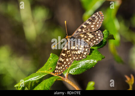 In prossimità di una variabile checkerspot butterfly appoggiato su di una quercia di veleno di foglia, San Francisco Bay Area, California Foto Stock
