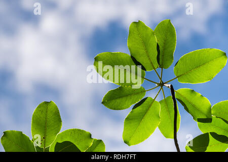 Madrone tree (Arbutus menziesii) foglie su un sfondo cielo, California Foto Stock