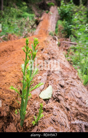 Tiny Redwood alberi germogli (Sequoia sempervirens) sul log di un recentemente scesa vecchio albero, California Foto Stock