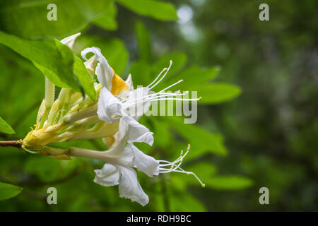 Western Azalea (Rhododendron occidentale) fioriture dei fiori a Big Basin Redwoods State Park, California Foto Stock