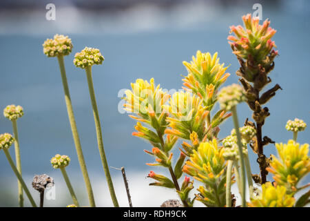 Colorato in giallo indian paintbrush (Castilleja) fiori selvatici, fascia costiera sull'Oceano Pacifico, California Foto Stock