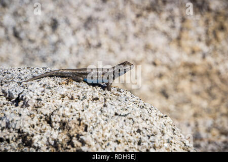 Becco blu lizard (Sceloporus occidentalis) appoggiato su di una roccia di granito, il Parco Nazionale Yosemite in California Foto Stock