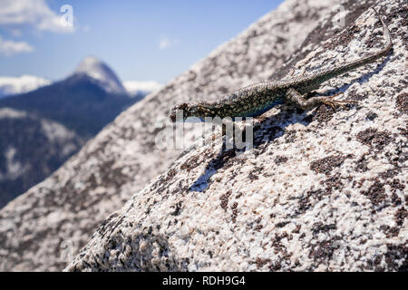 Becco blu lizard (Sceloporus occidentalis) appoggiato su di una roccia di granito, il Parco Nazionale Yosemite in California Foto Stock