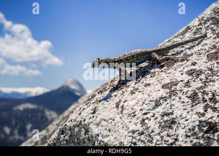 Becco blu lizard (Sceloporus occidentalis) appoggiato su di una roccia di granito, il Parco Nazionale Yosemite in California Foto Stock