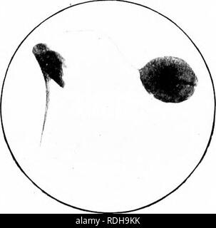. Natura-studio; un manuale per gli insegnanti e per gli studenti. Lo studio della natura. 206 NATURA-studio. Fig. 6S. Sting e vescica di veleno di miele-Bee. (PhotcimicrOj^rraph.) è utilizzato per la raccolta di polline e il tiljia, il più basso di seg- mento della stessa gamba, è usato come un cestello per realizzare il polline all'alveare. Essa è dotata di lunghi peli di curvatura per tale scopo. Le api sono frec[uently visto nel campo o arriva a casa per l'alveare, witli loro pol- len cesti riempiti con polveri goklen. Le ali delle api sono molto trasparente, con ma compara- creditore è a conoscenza dei costi alcune vene. La prua e hind ali sono fissate insieme mediante mea Foto Stock