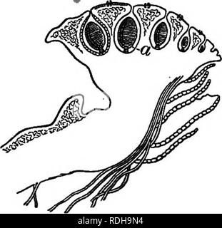 . Fondamenti di botanica. La botanica; Botanica. Tipi di crittogame o ; BKYOPHYTES 279. Maiale. 203. - Sezione tlirough antera- idial Keceptacle di Marchmitia. (Ingrandita.), antheridium. 337. Struttura interna. - Tagliate sottili sezioni trasversali del tallo nello stesso modo come per la Physcia, rendendo alcune passano attraverso il cir- cular punti sopra menzionati. Esame- ine sotto una potenza elevata e annotare i diversi tipi e livelli di cellule che compongono il tallo. Nota il carattere delle cellule che formano le superfici superiore e inferiore. Descrivere le cellule che si trovano accanto al di sopra di quelli dell'epidermide inferiore, la loro forma, colore di Foto Stock