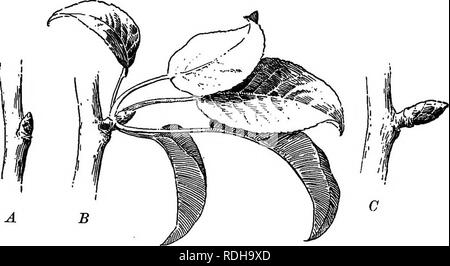 . Essentials di botanica. La botanica; Botanica. Le gemme 91. Fig. 52: UN, una pera foglia-bud in autunno; B, una verdeggiante shoot derivato da una, come si vede nel mezzo dell'estate seguente, con fiore-bud a punta; C, frutto-sperone, B in autunno dopo la caduta delle foglie. Si prega di notare che queste immagini vengono estratte dalla pagina sottoposta a scansione di immagini che possono essere state migliorate digitalmente per la leggibilità - Colorazione e aspetto di queste illustrazioni potrebbero non perfettamente assomigliano al lavoro originale. Bergen, Giuseppe Y. (Giuseppe giovani), 1851-1917. Boston, Ginn Foto Stock