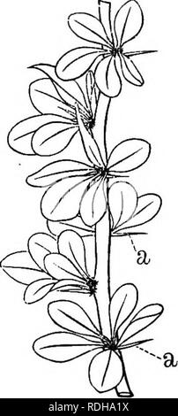 . Un elementare libro di testo di botanica, per l'uso di studenti giapponesi. La botanica. Fig. 39.-Shoot del Sakura con foglie alternate. Fig. 40.-Shoot del Megi (Berberis Thunbergii), con foglie fascicled. una spina dorsale. Si prega di notare che queste immagini vengono estratte dalla pagina sottoposta a scansione di immagini che possono essere state migliorate digitalmente per la leggibilità - Colorazione e aspetto di queste illustrazioni potrebbero non perfettamente assomigliano al lavoro originale. Saida, Ko?taro?, 1860-1924; Tokahashi, Akiomi, coautore. Tokyo Foto Stock