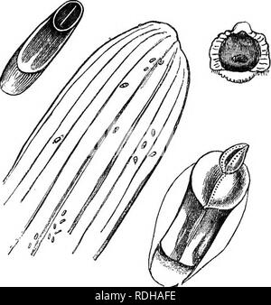 . Il libro del giardino. Il giardinaggio. 824 OPEN fiore-giardino. Pino-scala apple {Coccus bromelice) infests che frutta sotto male la coltivazione. Aspidiotus echinocacti (Bouche.)-La femmina molto simile a A. nerii, solo che lo schermo è più oblunga, e di un colore più scuro; il maschio è di colore arancione o giallo, la pupa lineare, in polvere con il grigio, e doppiamente solcato. Come implica il nome, si è trovato sul echino- oactus, e anche sulla maggior parte delle altre del cactus tribù. Come si accoccola tra le spine e nella profonda angoli delle piante, la sua distruzione è difficile. I fumi di un focolaio di stabili m Foto Stock