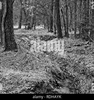 I boschi, TX USA - Feb 20, 2018 - Streaming di boschi in The Woodlands TX 2 in B&W Foto Stock