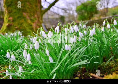 Primo snowdrops della molla - fine inverno segni Foto Stock