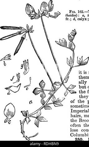 . La botanica di accademie e scuole: consistente di sviluppo di pianta e la struttura da alghe marine per la clematide. La botanica; 1889. CAL YX-corolla. 115. Si prega di notare che queste immagini vengono estratte dalla pagina sottoposta a scansione di immagini che possono essere state migliorate digitalmente per la leggibilità - Colorazione e aspetto di queste illustrazioni potrebbero non perfettamente assomigliano al lavoro originale. Ketchum, Annie Chambers, 1824-1904. Philadelphia, J. B. Lippincott company Foto Stock