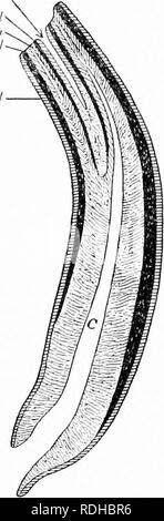 . Il cavallo nella salute e nella malattia : un libro di testo relative alle scienze veterinarie per studenti agricoli . Cavalli; cavalli. 64 LA IIURSE nella salute e nella malattia 2 e 3 per cont. Aveva Canini visibili in ciascuna ganascia; 6 al 7 per cento. Aveva tlicm nella mascella superiore; mentre 20-30 per cento, li ha avuti nella ganascia inferiore. Dal punto di vista anatomico, un incisivo dente è diviso in corona, collo, radice, infundibulum, e coppa. La corona si riferisce alla projectinf!; porzione o quella parte che è visibile. Il collo è la ]5arte coperte con la gengiva. La radice è la porzione che è incorporato nell'ja' Ijone. Il infundibulum ho Foto Stock