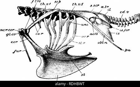 . Elementi di zoologia, di accompagnare il campo e studio di laboratorio di animali. Zoologia. L'INGLESE SPARRO]V 381 cerniera denominato " quadrato " l^uno. Né né superiore ganascia inferiore portano i denti in uccelli viventi, ma uccelli fossili sono noti che portano i denti. Una delle funzionalità più rilevanti del cranio degli uccelli è la notevole lunghezza di entrambi i lati superiore e inferiore. -Fiyyat Fig. 352. - Le ossa del tronco del piccione : th.v.l, primo e th.r.o, hist vertebra della tiiorax ; s.ficr, sacrum; cd.v, caudale vertebrie, terminando nel pezzo di coda, %&GT;yi].U. Le nervature sono brevi sul collo {cv.r) ; Foto Stock