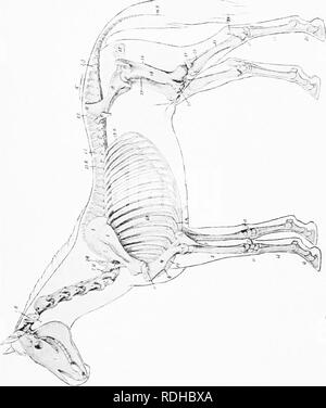 . Il cavallo nella salute e nella malattia : un libro di testo relative alle scienze veterinarie per studenti agricoli . Cavalli; cavalli. la; .; 9, , ili 21' fen SOJ 3 g lO ..iâ ^. Ho un 2 "^ '--o Â£^ ^ r? D -^: un; 1 se SCi ecra età; shaf ino eenth ertebr ilage c ;S, ol cartil ibia ( ter m: ^ > ^ rf,â +- 3 3 s- ors GU RF ^ , trf -3 c ^ ^ > j3 o 3j::â o 17.R. t cocc; ipula; , albero 14", patell t; 27, un o m â gt, .- o ^^"-â ¢^Â§F5^ Â" fej:J2 Pis ocNi &AMP; o > -r S ^J ffj â - H . - "^ o ri X ' un; .2 una "S 3 :&LT;;"" S o O 2 ^"= --^ J" s-qsp^ '-3 â - ^ ' Foto Stock