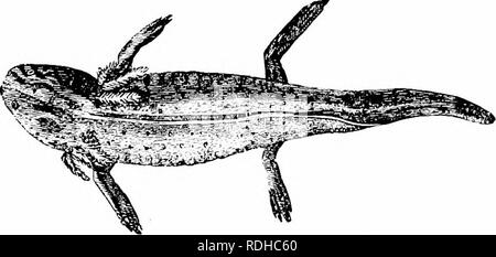 . Elementi di zoologia, di accompagnare il campo e studio di laboratorio di animali. Zoologia. Fig. 320- - Cryptobranchus, "hellbender." Redueed. Da "Standard Storia Naturale." circa quindici centimetri di lunghezza e nero, con una serie di macchie di colore giallo su ciascun lato del dorso. Essa depone le uova nelle molle o stagni durante il mese di aprile; il grigio scuro le uova sono contenuti in grandi masse di gelatina che sono attaccati a bastoni in corrispondenza o in prossimità della superficie del. Fig. 321. - La larva di Amhhjstoma titjrinvm. A.xolotl stadio della salamandra tigre. Da Mivart.. Si prega di notare che queste immagini sono extrac Foto Stock