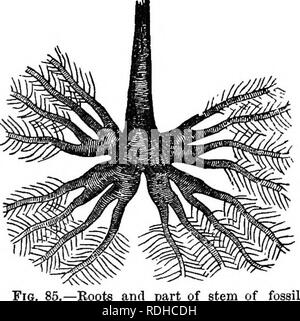 . La botanica di accademie e scuole: consistente di sviluppo di pianta e la struttura da alghe marine per la clematide. La botanica; 1889. I fossili e i loro insegnamenti. 71. Si prega di notare che queste immagini vengono estratte dalla pagina sottoposta a scansione di immagini che possono essere state migliorate digitalmente per la leggibilità - Colorazione e aspetto di queste illustrazioni potrebbero non perfettamente assomigliano al lavoro originale. Ketchum, Annie Chambers, 1824-1904. Philadelphia, J. B. Lippincott company Foto Stock